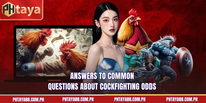 Answers to common questions about cockfighting odds