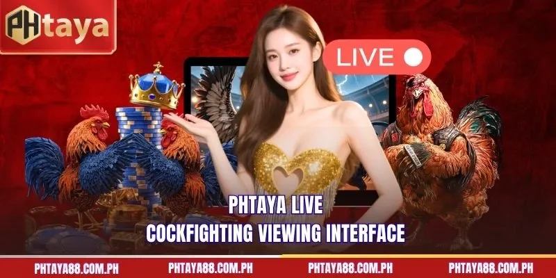  PHTAYA live cockfighting viewing interface